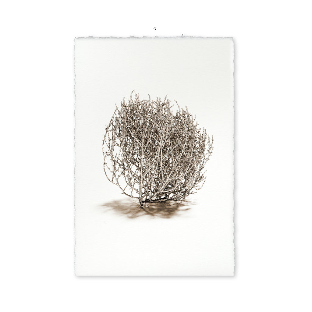 Tumbleweed #2