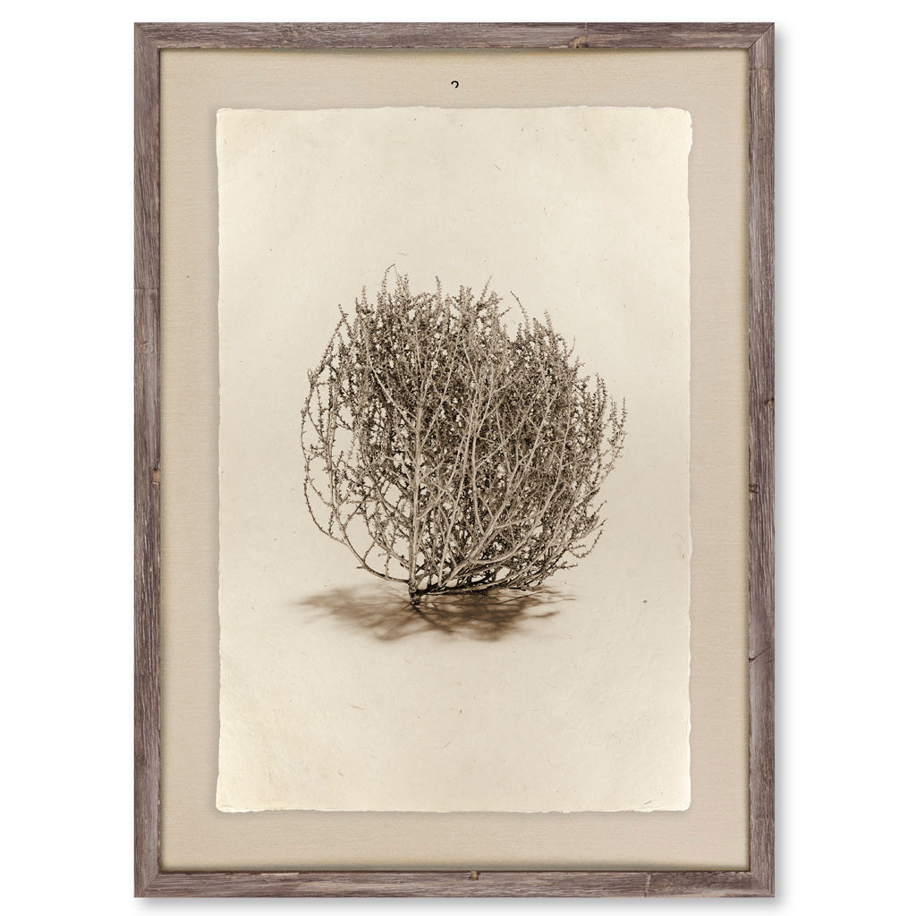 Tumbleweed #2
