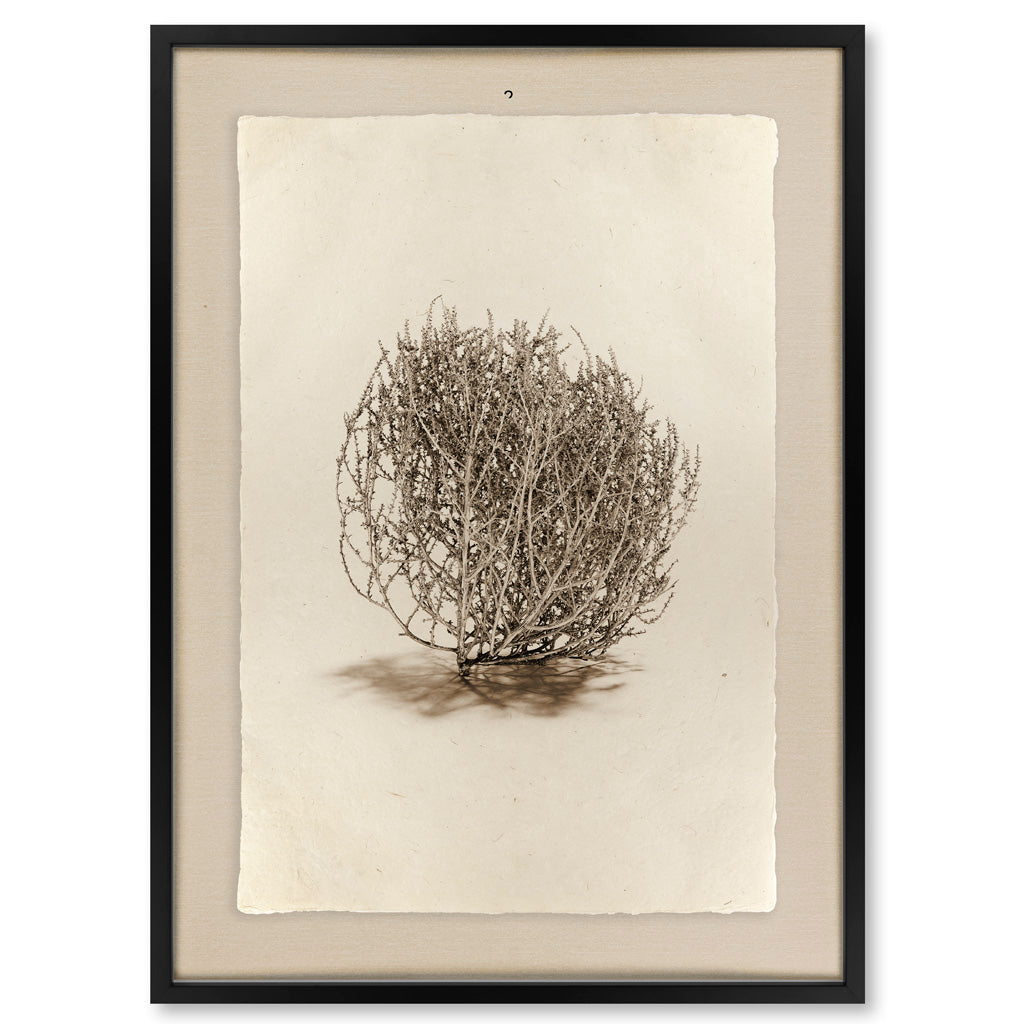 Tumbleweed #2