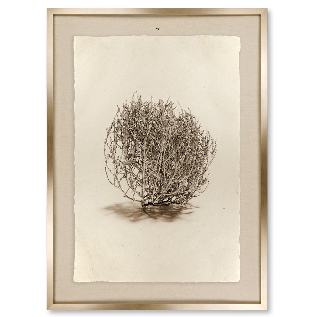 Tumbleweed #2