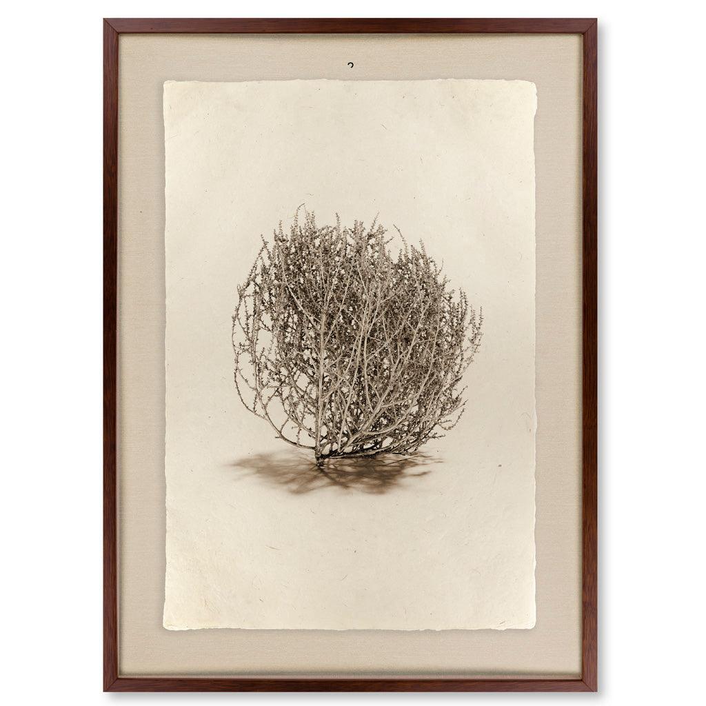 Tumbleweed #2