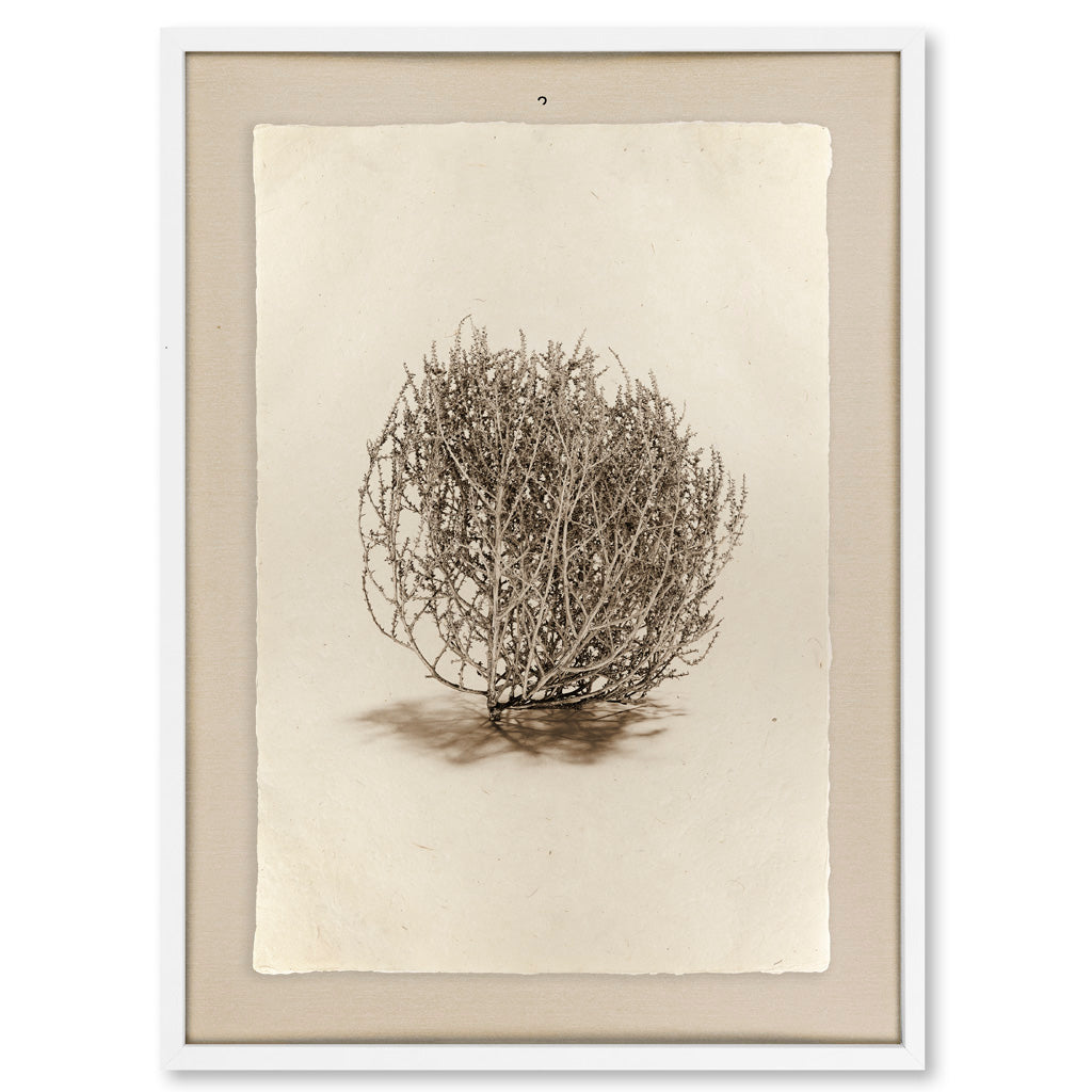 Tumbleweed #2