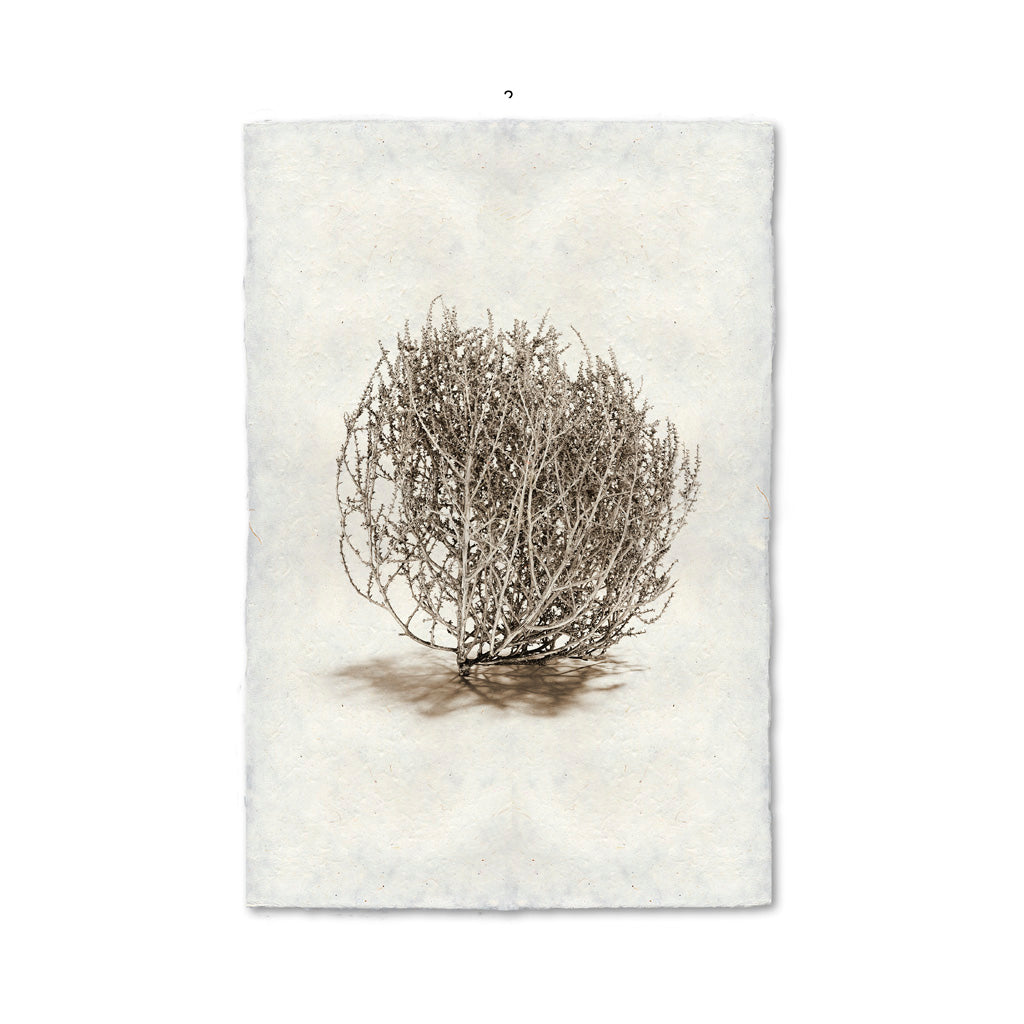Tumbleweed #2