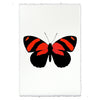 Butterfly #10