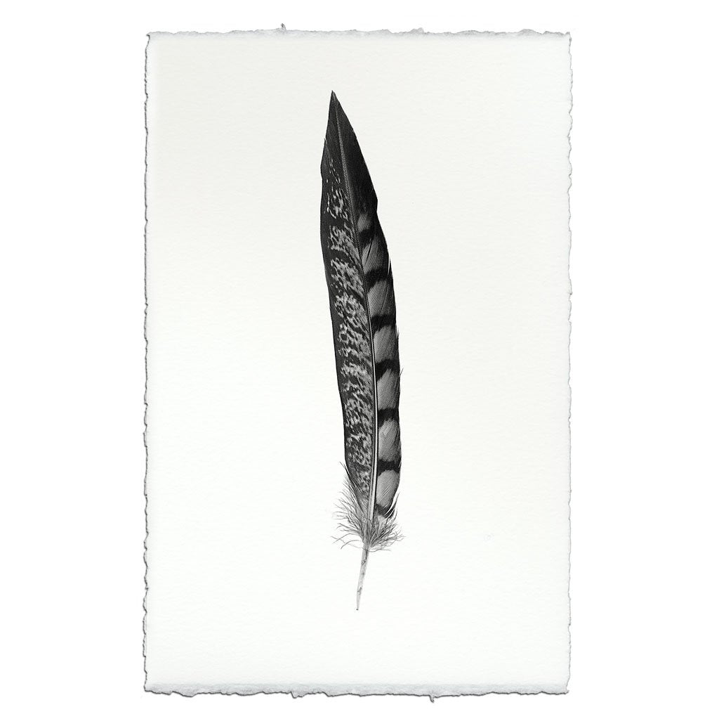 Feather Study #11 (Lady Amherst Pheasant Tail)