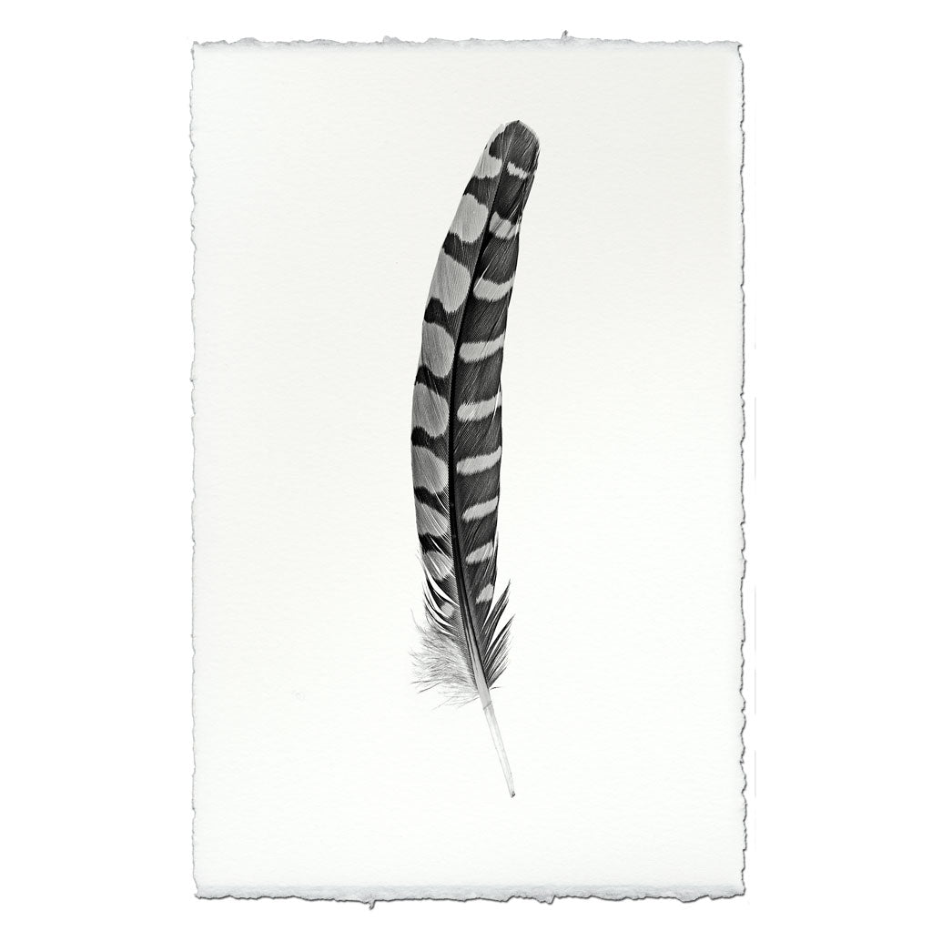 Feather Study #12 (Partridge Wing)
