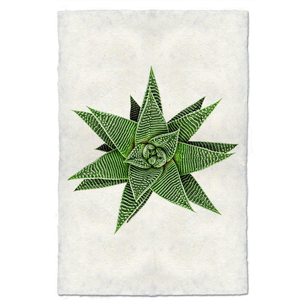succulent plants miami Succulent #12 (Haworthia Wondera Miami) — BARLOGA STUDIOS- fine photographs on intriguing papers