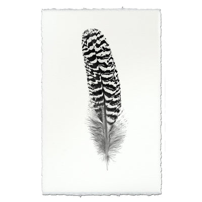 Feather Study #13 (Mottled Peacock Wing Quill)