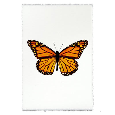 Butterfly #13