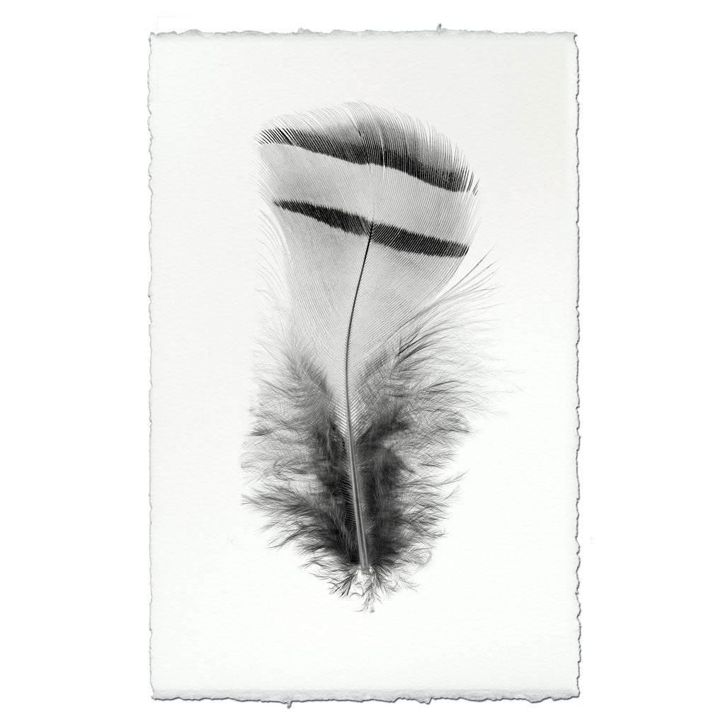 Feather Study #15 (Chukar Partridge)