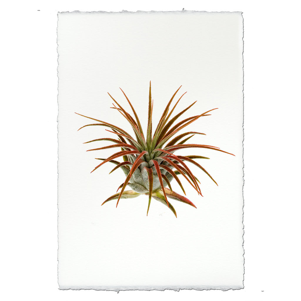 Air Plant #1 (Tillandsia Lonatha)