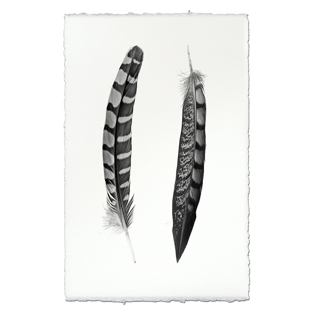 2 Curved Feathers (Partridge Wing / Lady Amherst Pheasant Tail)