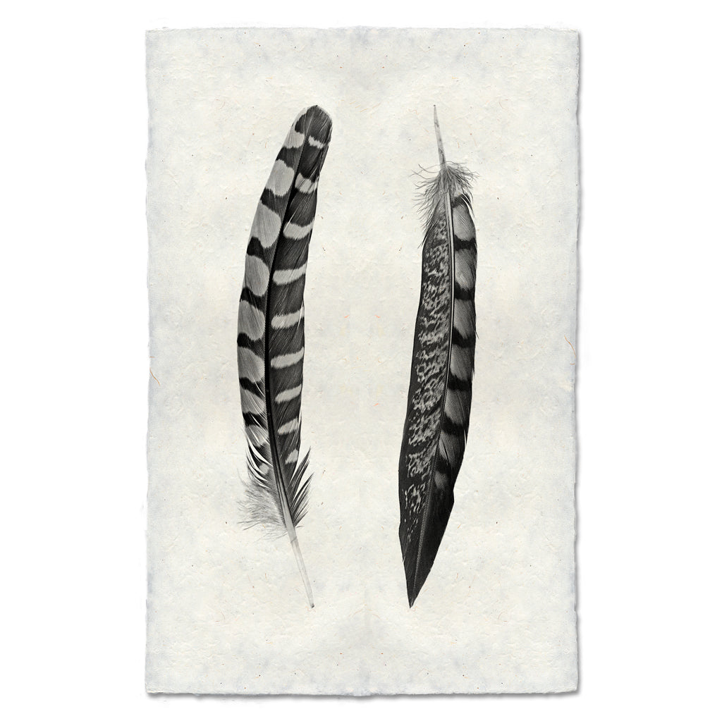 2 Curved Feathers (Partridge Wing / Lady Amherst Pheasant Tail)