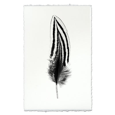 Feather Study #2 (Silver Pheasant)