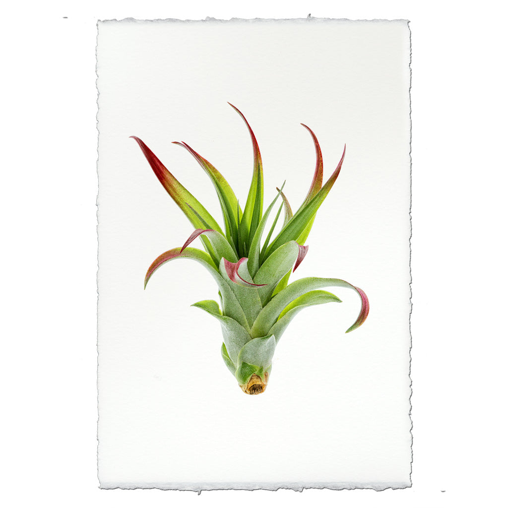 Air Plant #2 (Tillandsia Brachii)