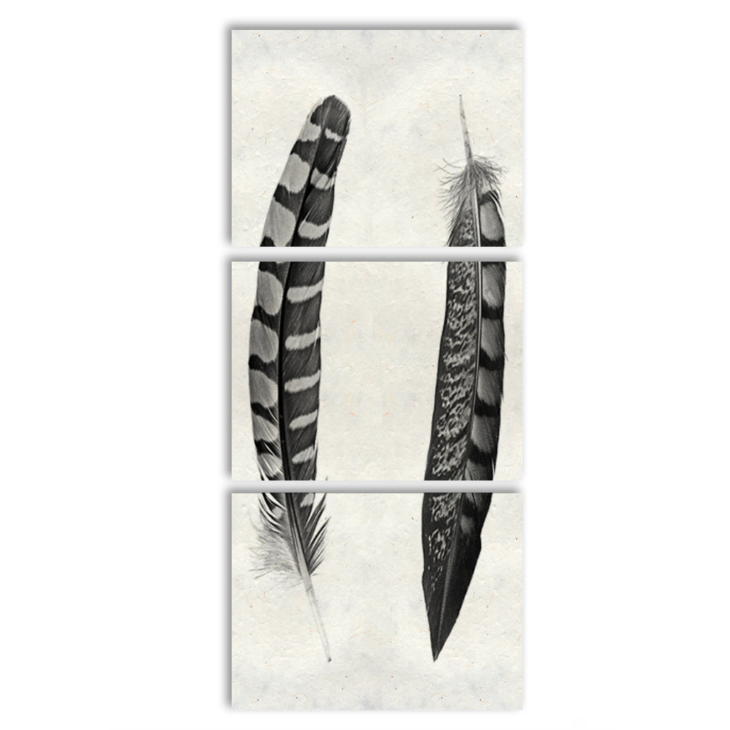 Two Curved Feathers Trilogy