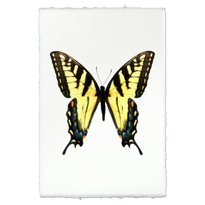 Butterfly #3