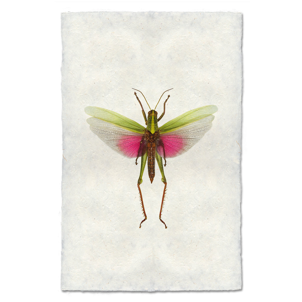 Pink Grasshopper