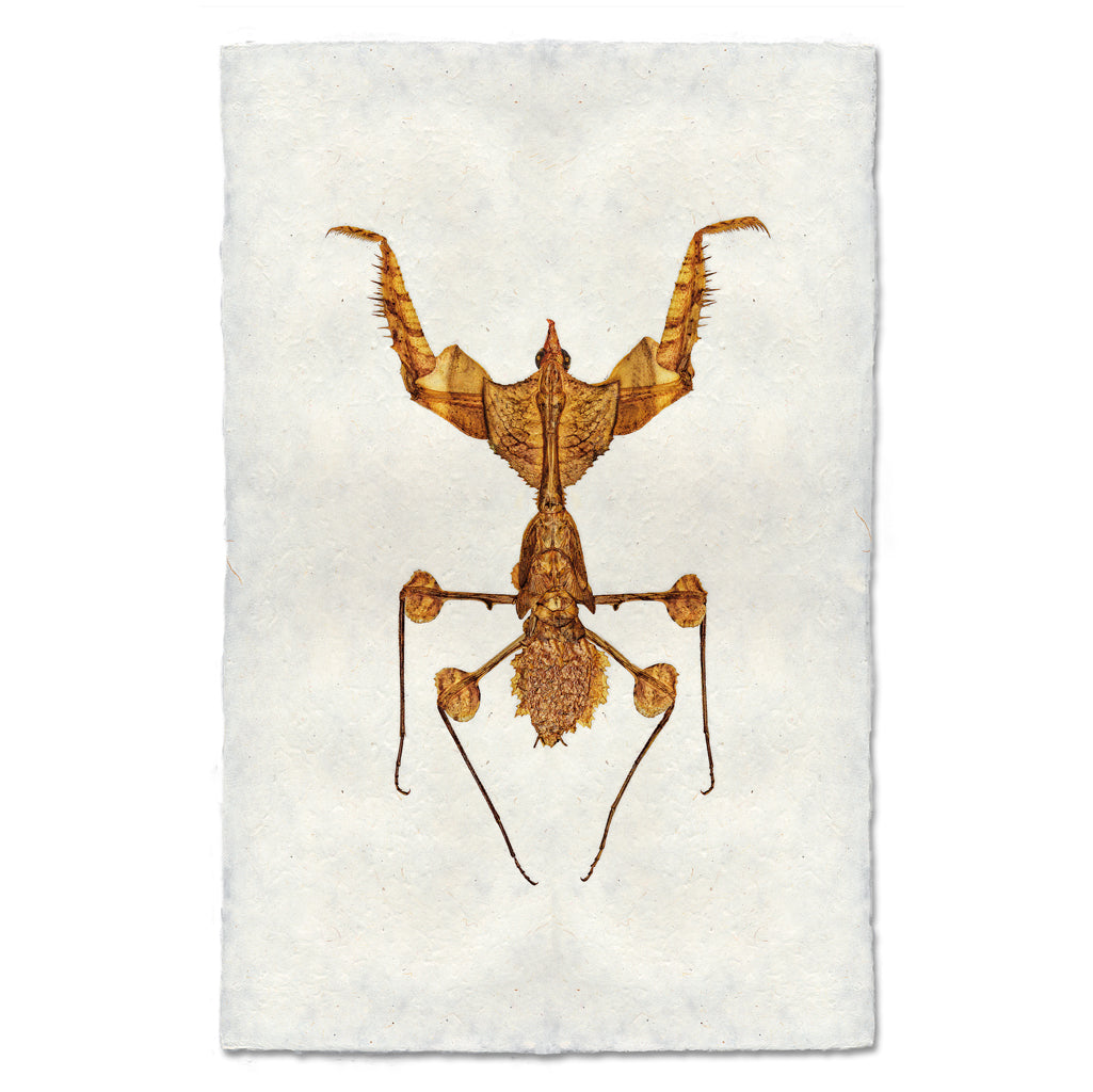 Praying Mantis #1