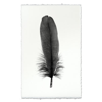 Feather Study #6 (Goose)