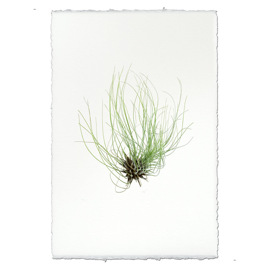 Air Plant #6 (Tillandsia Fuchsii)