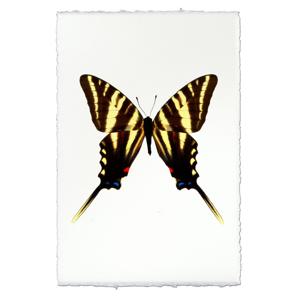 Butterfly #6