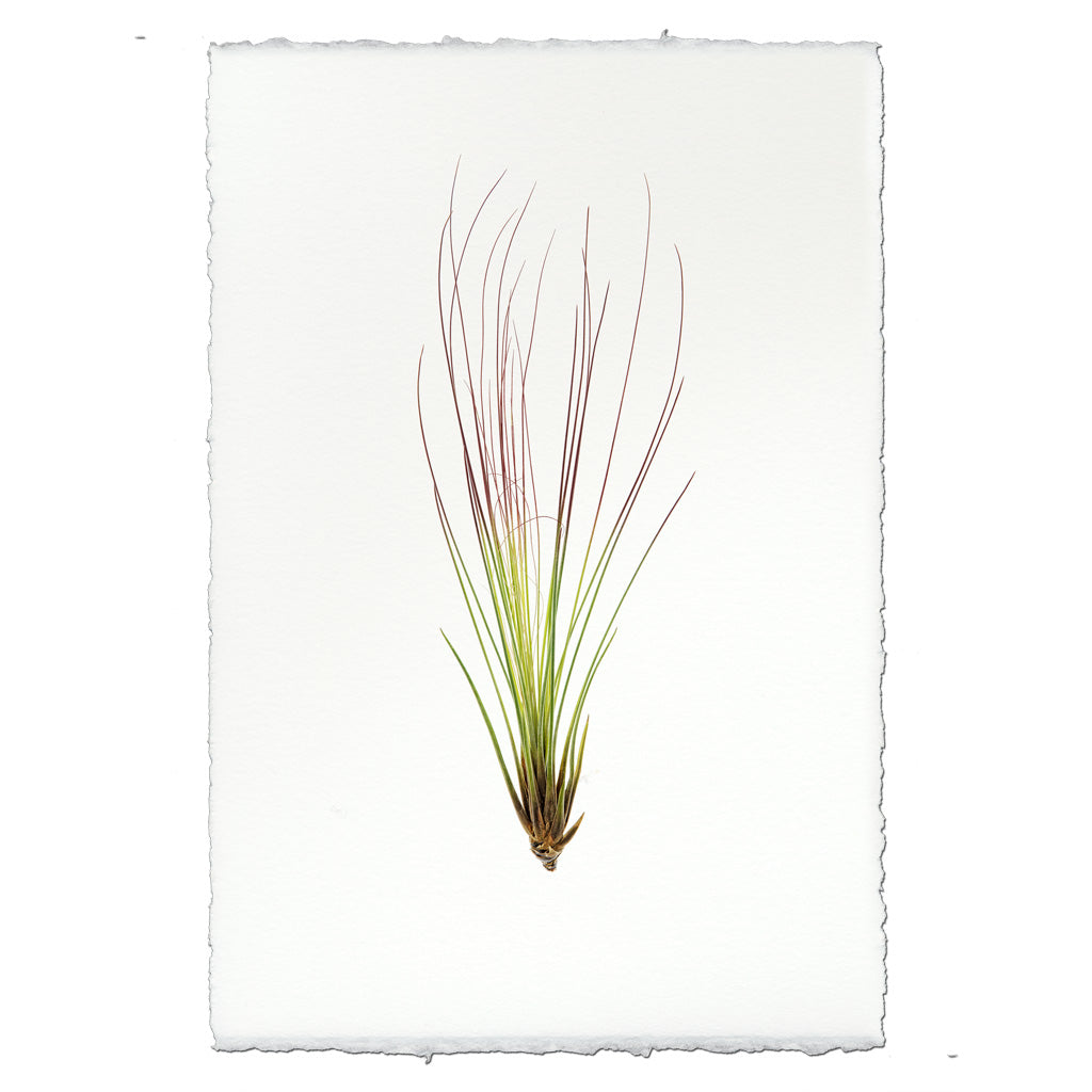 Air Plant #7 (Tillandsia Juncifolia)