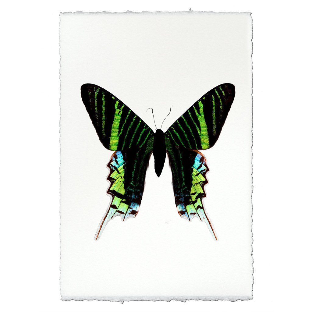 Butterfly #7