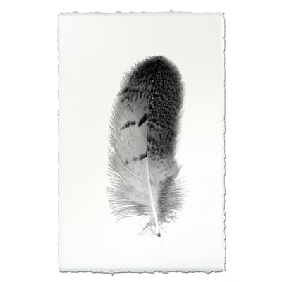 Feather Study #7 (Owl)