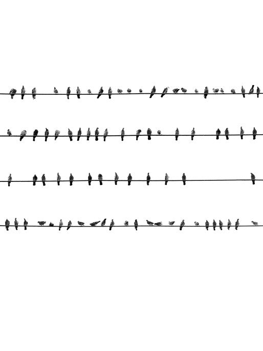 81 Birds on Wires - Oakland, Ca