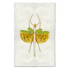 Spotted Stick Bug