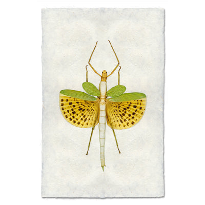Spotted Stick Bug