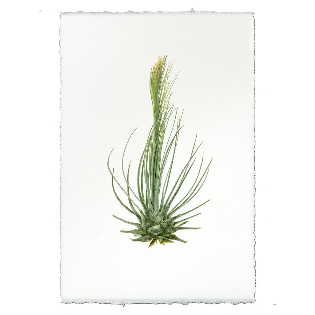 Air Plant #8 (Tillandsia Plumosa)