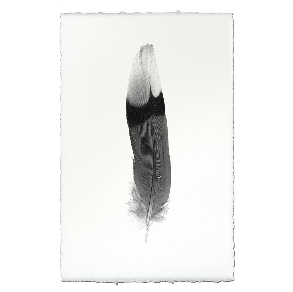 Feather Study #9 (Jay)