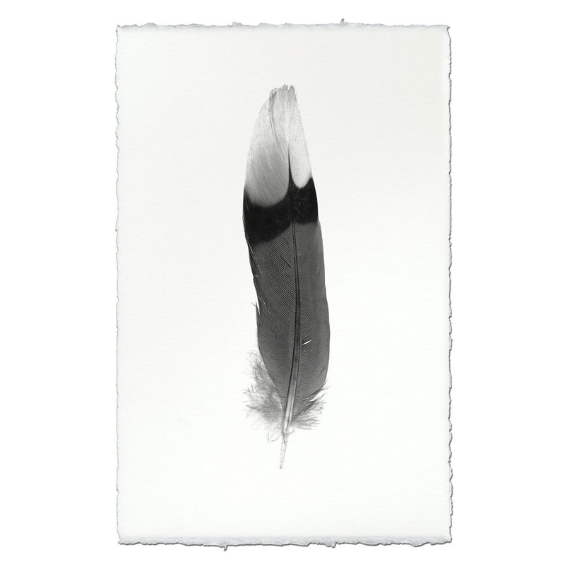 Feather Study #9 (Jay) - BARLOGA STUDIOS- fine photographs on ...