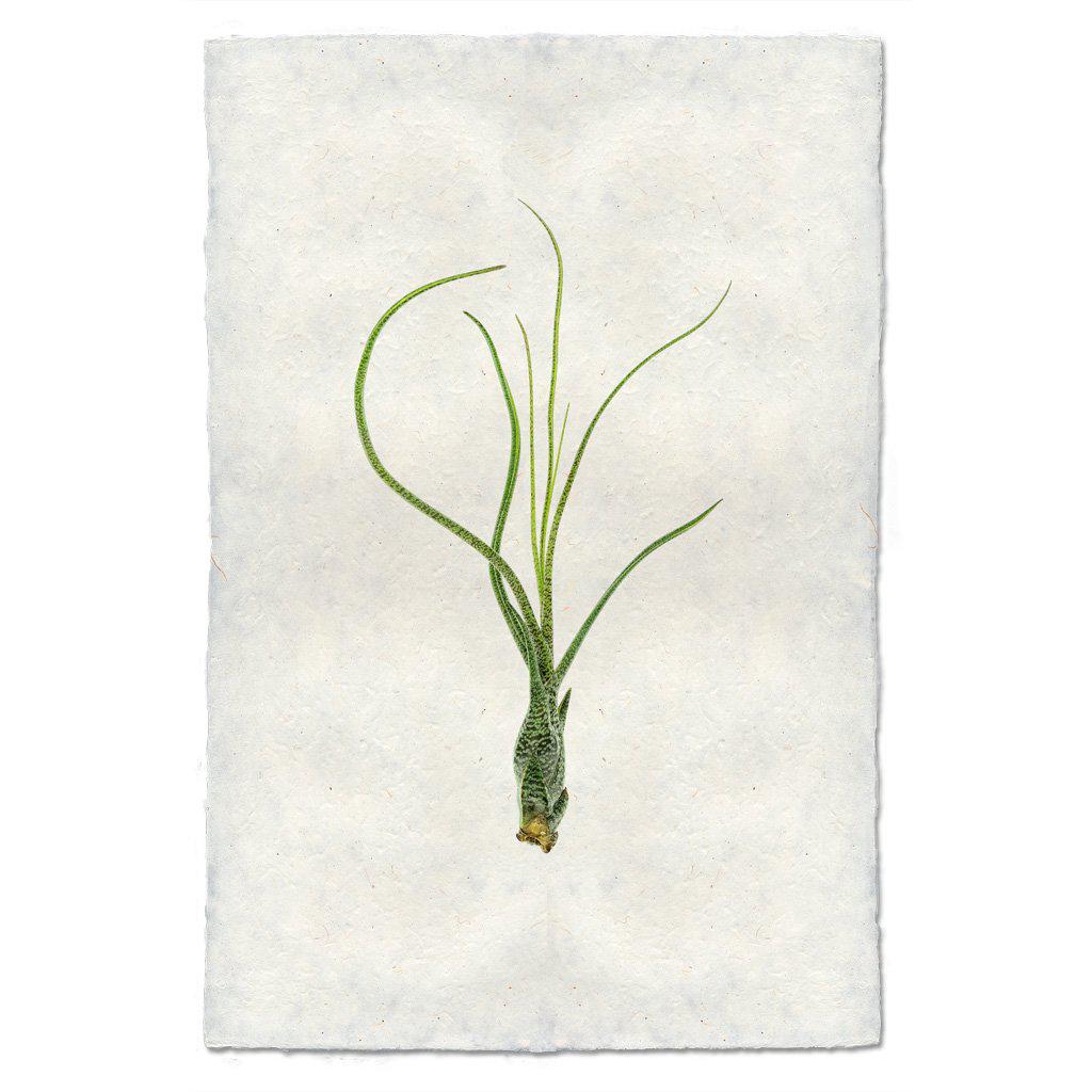 air plant butzii Air Plant #9 (Tillandsia Butzii) — BARLOGA STUDIOS- fine photographs on intriguing papers