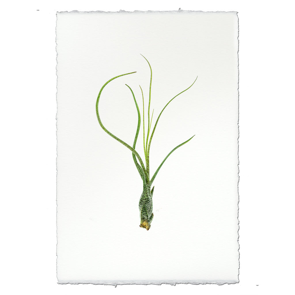 butzii air plant Air Plant #9 (Tillandsia Butzii) — BARLOGA STUDIOS- fine photographs on intriguing papers