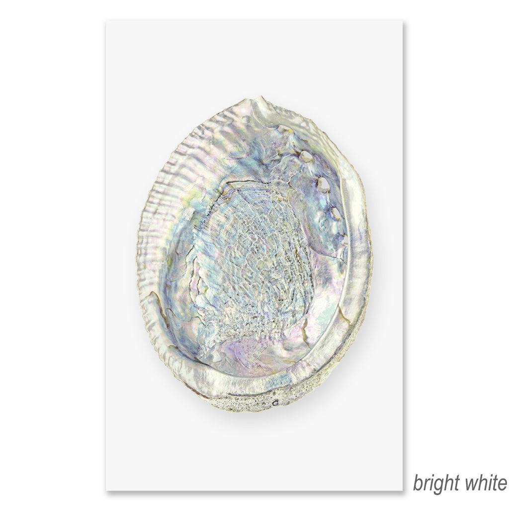 Abalone grand format