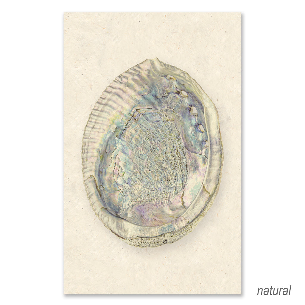 Abalone grand format