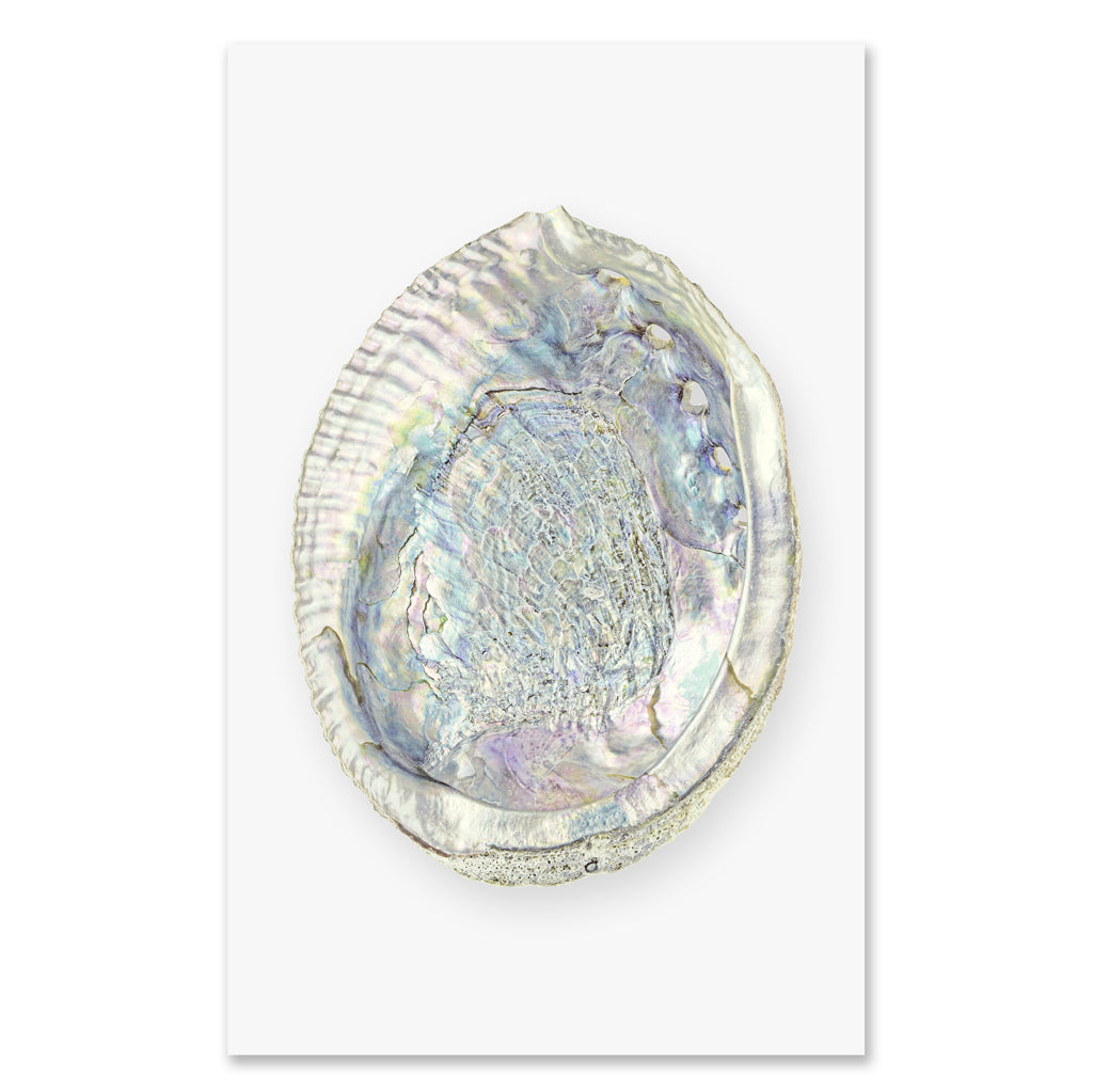 Abalone grand format