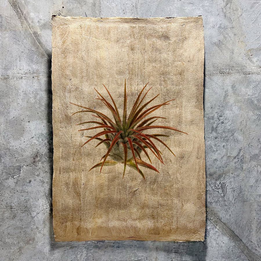 Air Plant #1 (Amate Sierra)