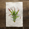 Air Plant #2 (Amate Perla)