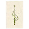 Air Plant #4 grand format