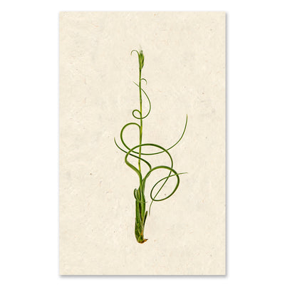 Air Plant #4 grand format