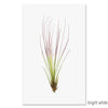 Air Plant #7 grand format