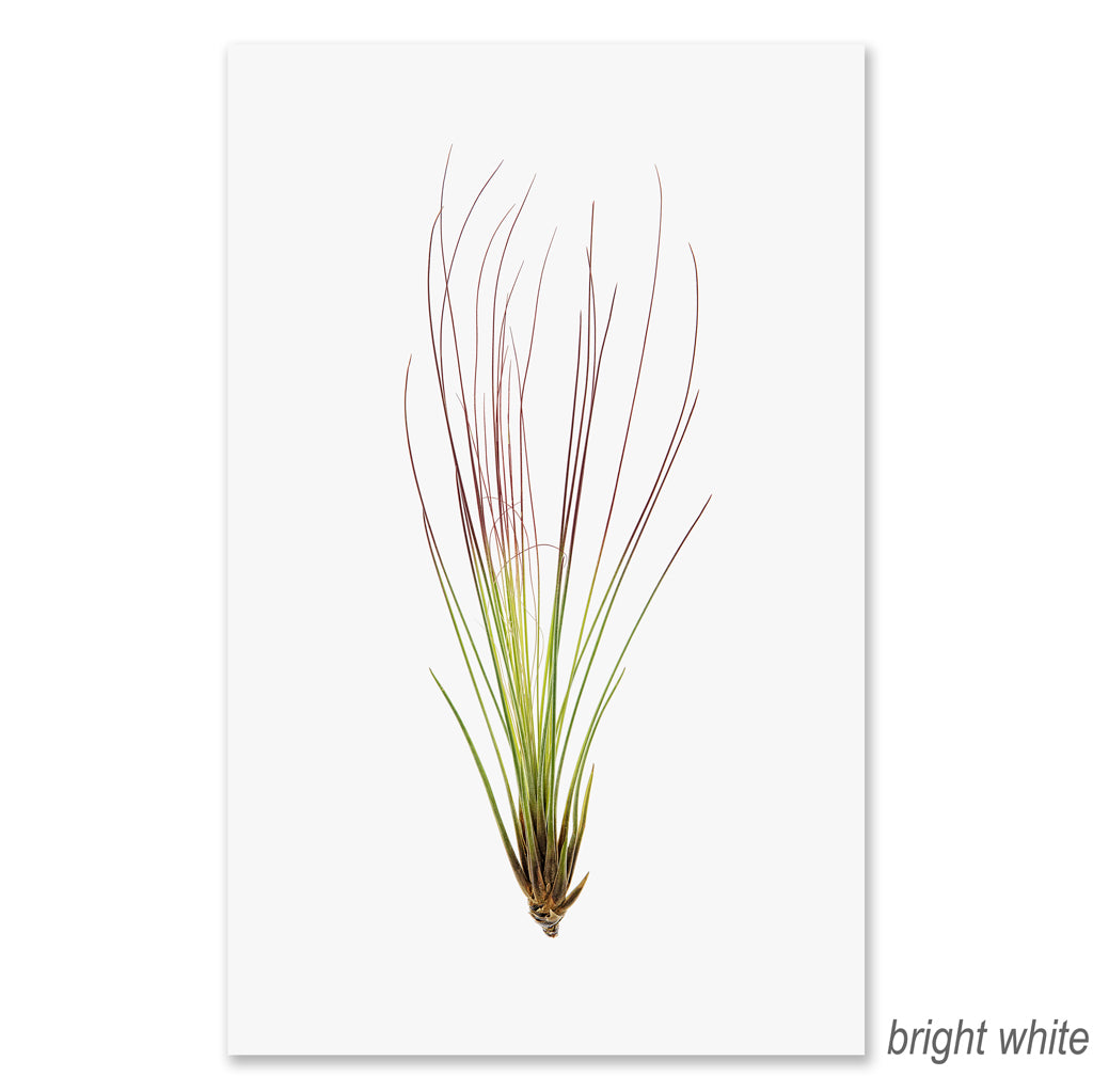 Air Plant #7 grand format