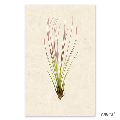 Air Plant #7 grand format