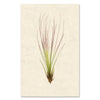 Air Plant #7 grand format