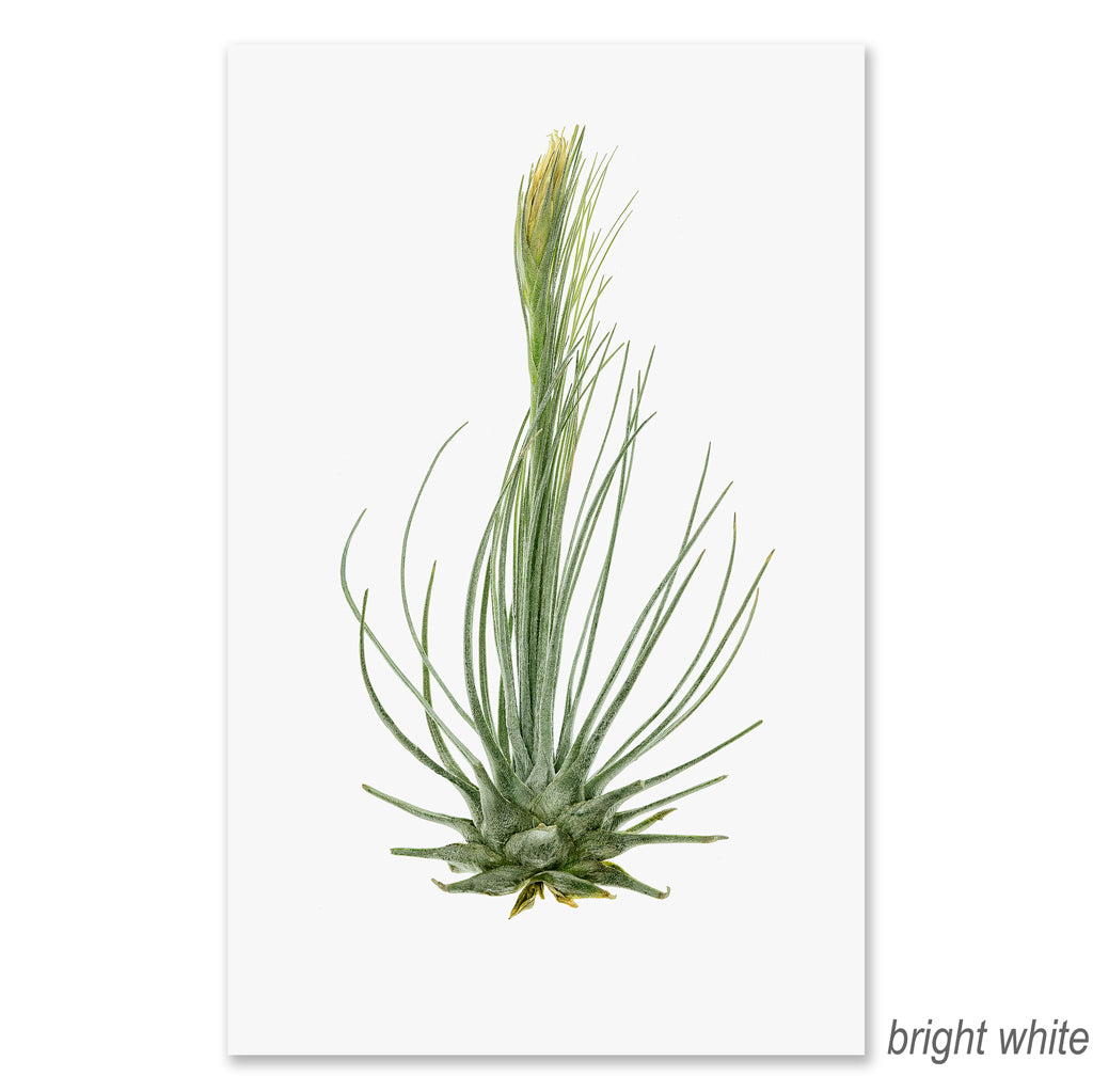 Air Plant #8 grand format