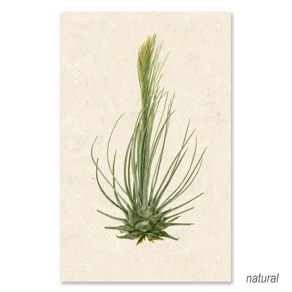 Air Plant #8 grand format